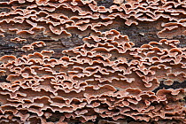 (Chrondrostereum purpureum) bracket fungi on fallen oak tree log, Bolderwood, New Forest National Park, Hampshire, England, UK, October.