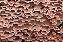 (Chrondrostereum purpureum)bracket fungi on fallen oak tree, Bolderwood, New Forest National Park, Hampshire, England, UK, October.