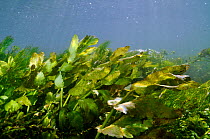 Aquatic plants in River Itchen: Fool's-water-cress (Apium nodiflorum), and Stream Water-crowfoot (Ranunculus penicillatus subsp. pseudofluitans). Ovington, Hampshire, England, May.