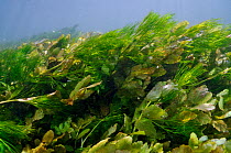 Aquatic plants in River Itchen: Fool's-water-cress (Apium nodiflorum), and Stream Water-crowfoot (Ranunculus penicillatus subsp. pseudofluitans). Ovington, Hampshire, England, May.