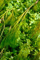 Aquatic plants in River Itchen: Blunt-fruited Water-starwort (Callitriche obtusangula), and Stream Water-crowfoot (Ranunculus penicillatus subsp. pseudofluitans). Ovington, Hampshire, England, May.