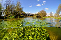 Split level view of the River Itchen, with aquatic plants: Blunt-fruited Water-starwort (Callitriche obtusangula). Ovington, Hampshire, England, May.