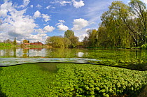 Split level view of the River Itchen, with aquatic plants: Blunt-fruited Water-starwort (Callitriche obtusangula). Itchen Stoke Mill is visible on the left. Ovington, Hampshire, England, May.