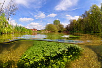 Split level view of the River Itchen, with aquatic plants: Blunt-fruited Water-starwort (Callitriche obtusangula). Itchen Stoke Mill is visible on the left. ~Ovington, Hampshire, England, May.