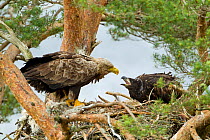 White-tailed Eagle (Haliaeetus albicilla) adult interacting with chick at nest. Wester Ross, Scotland, June.