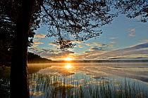 Loch Garten and Abernethy Forest at sunrise. Cairngorms National Park, Scotland, UK, September 2011. Did you know? Loch Garten is home to some of the UK's rarer species including Ospreys, Scottish Cro...
