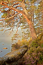 Scot's Pine (Pinus sylverstris) and Loch Garten. Abernethy Forest, Cairngorms National Park, Scotland, UK, September.