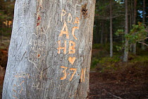 Names carved in dead pine tree. Abernethy Forest NNR, Cairngorms National Park, Scotland, UK, September 2011.
