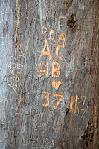 Names carved in dead pine tree. Abernethy Forest NNR, Cairngorms National Park, Scotland, UK, September 2011.