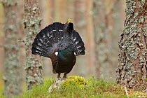 Capercaillie (Tetrao urogallus) adult male displaying in pine forest. Cairngorms National Park, Scotland, February.