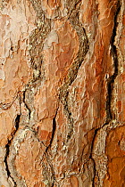 Close-up of bark of Scot's Pine (Pinus sylvestris) tree, Abernethy Forest NNR, Cairngorms National Park, Scotland, UK, September.