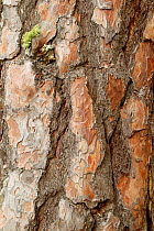 Close-up of bark of Scot's Pine tree (Pinus sylvestris). Abernethy Forest NNR, Cairngorms National Park, Scotland, UK, September.