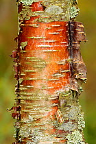 Close-up of bark of Silver Birch tree (Betula pendula). Abernethy Forest NNR, Cairngorms National Park, Scotland, UK, September.