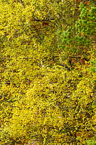 Silver Birch (Betula pendula) tree foliage. Abernethy Forest NNR, Cairngorms National Park, Scotland, UK, September.