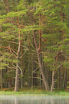 Scot's Pines (Pinus sylvestris) on edge of Loch Garten. Abernethy Forest NNR, Cairngorms National Park, Scotland, UK, September 2011.