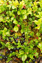 Blaeberry / Bilbery (Vaccinium myrtillus) bearing fruit in late summer. Abernethy Forest NNR, Cairngorms National Park, Scotland, UK, September.