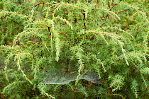 Juniper (Juniperus communis). Abernethy Forest NNR, Cairngorms National Park, Scotland, UK, September 2011.