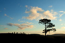 Scot's Pine (Pinus sylvestris) silhouetted at dawn. Abernethy NNR, Cairngorms National Park, Scotland, UK, August 2011.
