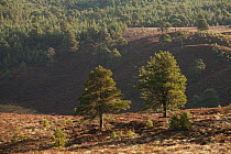 Scattered Scot's Pines (Pinus sylvestris) on moorland. Abernethy NNR, Cairngorms National Park, Scotland, UK, September 2011.