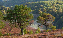 Scot's Pines (Pinus sylvestris) on moorland. Abernethy NNR, Cairngorms National Park, Scotland, UK, September 2011. Did you know? This 1,748 square miles of high moorland was officially granted nation...