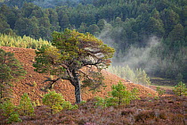 Scot's Pines (Pinus sylvestris) on moorland. Abernethy NNR, Cairngorms National Park, Scotland, UK, September.
