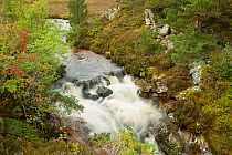Stream running through wooded gorge. Abernethy NNR, Cairngorms National Park, Scotland, UK, September 2011.