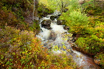 Stream running through wooded gorge. Abernethy NNR, Cairngorms National Park, Scotland, UK, September 2011. Did you know? Abernethy Forest is the largest  remnant of the Ancient Caledonian Forest  in...