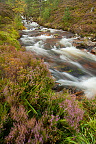 Stream running through wooded gorge. Abernethy NNR, Cairngorms National Park, Scotland, UK, September 2011.
