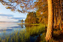 Loch Garten and Abernethy Forest. Cairngorms National Park, Scotland, UK, September 2011. Did you know? The human population in the Cairngorms is very sparse  just 4.2 people per square kilometre.
