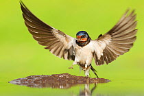 Barn Swallow (Hirundo rustica) alighting at pool to collect mud for nest building. Inverness-shire, Scotland, June .Did you know? Due to the distances that Swallows travel, it was traditional for sail...