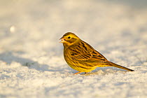 Yellowhammer (Emberiza citrinella) male on snow with seed in beak. Scotland, UK, December.
