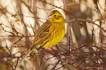Yellowhammer (Emberiza citrinella) male perched. Scotland, UK, December. Did you know? Some local names for Yellowhammers include 'scribbler' and 'writing lark' referring to the dark squiggly lines on...