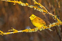 Yellowhammer (Emberiza citrinella) male perched on lichen covered branch. Scotland, UK, December.
