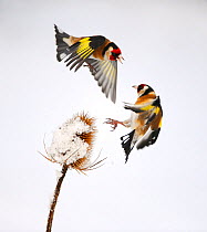 Goldfinches (Carduelis carduelis) squabbling over teasel seeds in winter. Hope Farm RSPB reserve, Cambridgeshire, England, UK, February. Crop of 01390677