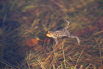 Common Toad (Bufo bufo) floating on water surface in breeding pond. Inverness-shire, Scotland, UK, February.