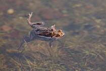 Common Toad (Bufo bufo) in amplexus in breeding pond. Inverness-shire, Scotland, UK, March.