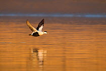 Eider (Somateria mollissima) male flying  over sea in evening light. Aberdeenshire, Scotland, UK, March. Did you know? The collection of eider down  has been recorded from the 14th century. However it...