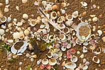 Close-up of shells on tide line. Sandyhills Bay, Solway Firth, Dumfries and Galloway, Scotland, UK, February 2012.