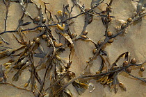 Seaweed washed up on tide line of beach. Sandyhills Bay, Solway Firth, Dumfries and Galloway, Scotland, UK, March.