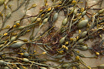 Seaweed washed up on tide line of beach. Sandyhills Bay, Solway Firth, Dumfries and Galloway, Scotland, UK, March.