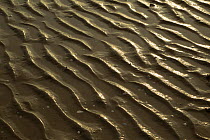 Close-up of ripples on mudflats. Sandyhills Bay, Solway Firth, Dumfries and Galloway, Scotland, UK, February 2012.