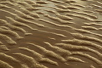 Close-up of patterns in mudflats. Sandyhills Bay, Solway Firth, Dumfries and Galloway, Scotland, UK, March.