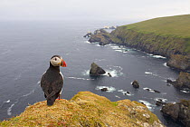 Atlantic Puffin (Fratercula artica) adult on breeding cliffs, looking over back at photographer. Hermaness NNR, Shetland, UK, June.