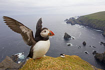 Atlantic Puffin (Fratercula artica) adult on breeding cliffs. Hermaness NNR, Shetland, UK, June. Did you know? After the breeding season puffins lose their bright beaks and the colourful markings arou...