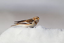 Snow Bunting (Plectrophenax nivalis) in winter plumage in snow. Cairngorms National Park, Scotland, UK, January.
