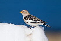 Snow Bunting (Plectrophenax nivalis) in winter plumage in snow. Cairngorms National Park, Scotland, UK, January.