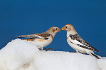 Snow Buntings (Plectrophenax nivalis) in winter plumage in snow. Cairngorms National Park, Scotland, UK, January. Did you know? Snow buntings migrate to the UK from the Arctic but there is a small res...