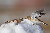 Snow Bunting (Plectrophenax nivalis) in winter plumage in snow, interacting. Cairngorms National Park, Scotland, UK, January.