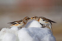 Snow Bunting (Plectrophenax nivalis) in winter plumage in snow, interacting. Cairngorms National Park, Scotland, UK, January.