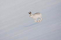 Mountain Hare (Lepus timidus) in winter pelage, running across snow. Scotland. January 2010. Highly commended, 'Animal Behaviour' category, British Wildlife Photography Awards (BWPA) competition 2012.